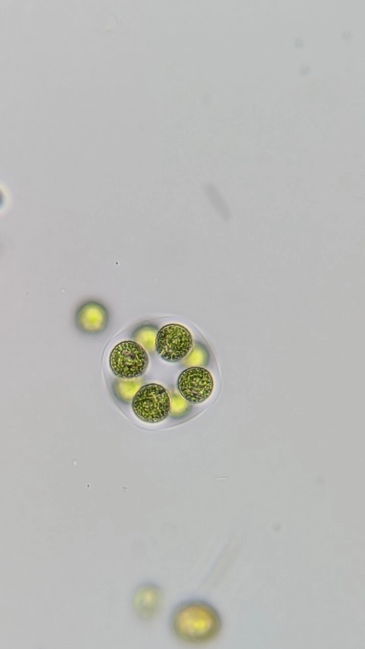 Algae Sample