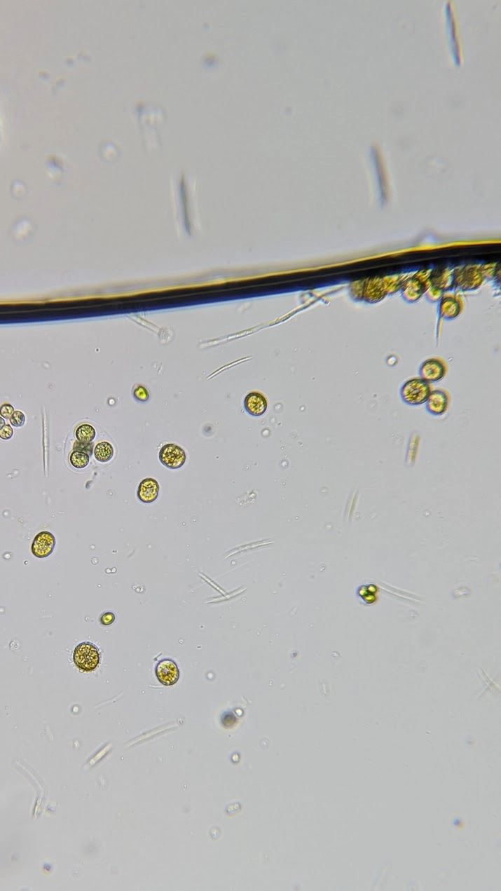 Algae Sample