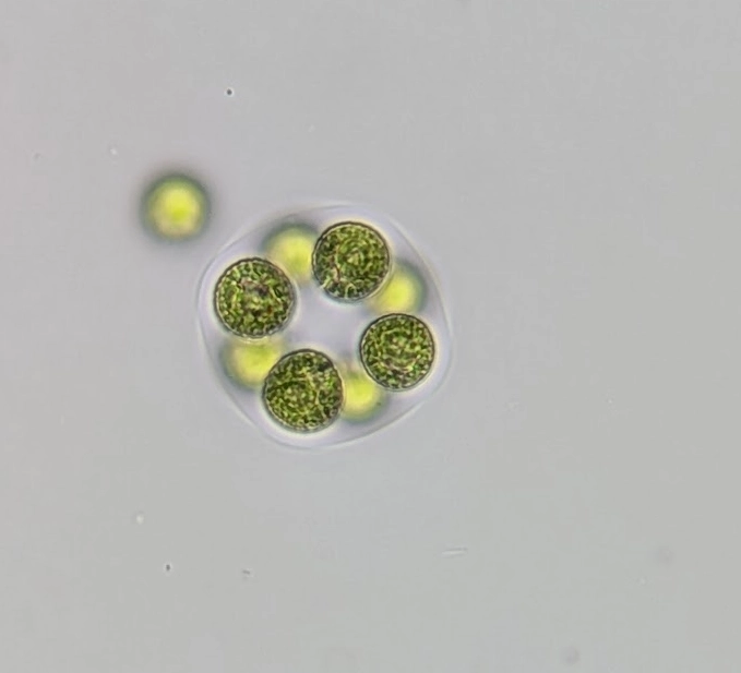 Algae